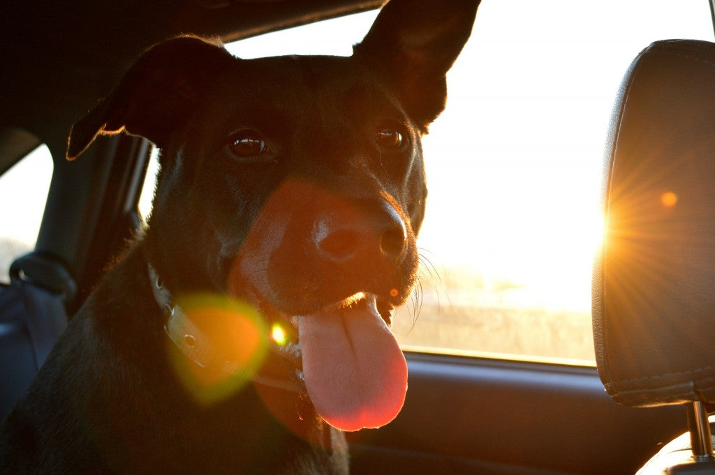 6 Of The Best Pet Blogs